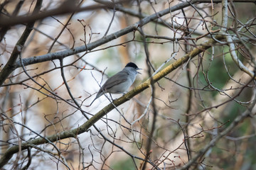 Eurasian Blackcap Perched on Branch in Springtime