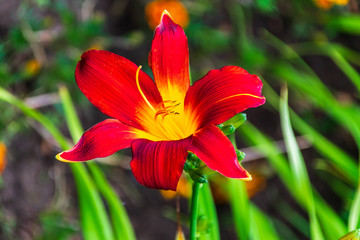 Red flower close up