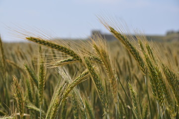 spring wheat