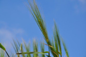Wheat Gozo Malta