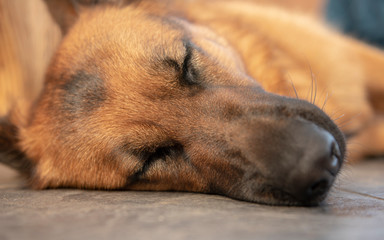 Close up of sleeping German shepherd 