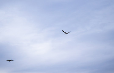 A stork flies against a deep blue sky. Stork in the sky.