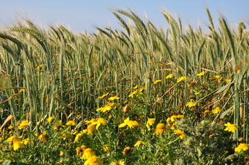 Spring wheat fields Gozo Malta