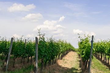 Obraz premium Vine trees with sun landscape.