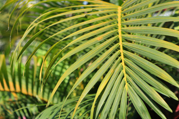 Close up the Tropical Leaves Texture
