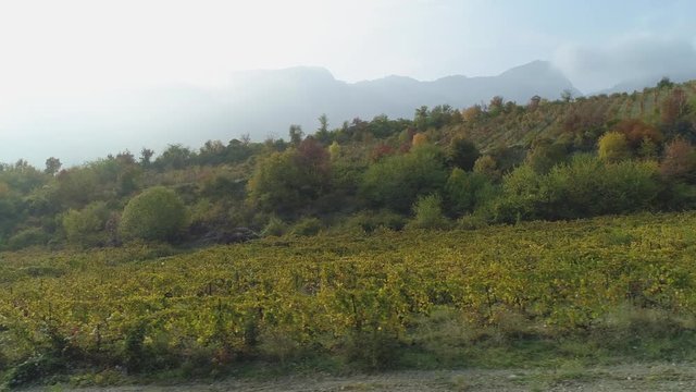 Vineyard on autumn season near the mountains. Shot. Wonderful early autumn view
