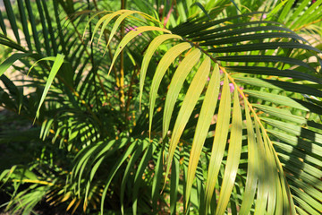 Fototapeta na wymiar Close up the Tropical Leaves Texture