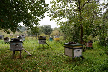 Bee hives near the house in the mountain village of Generalka of the Altai Territory