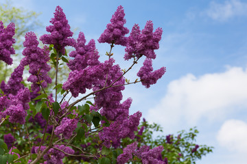 Spring bright horizontal background with blooming dark purple lilac flowers and fresh green leaves and branches with cloudy blue sky and empty place for text