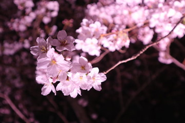 ライトアップされた夜桜