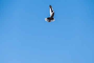 bird