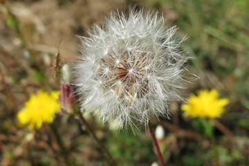 Fluffy dandelion flower in the meadow, closeup