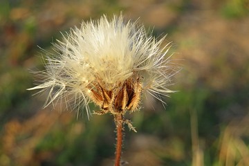 Faded tragopogon flower in the meadow in autumn, closeup
