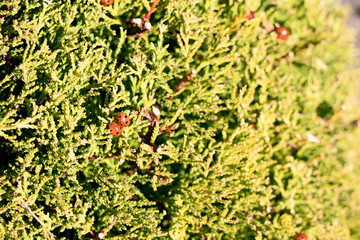 Ladybugs in a small bush