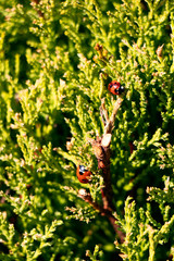 Ladybugs in a small bush