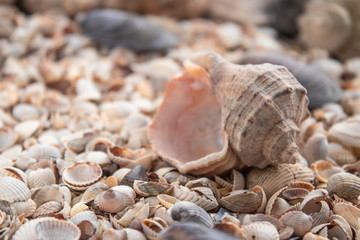 Sea theme background with shells scattered close-up. Sea shell collection.