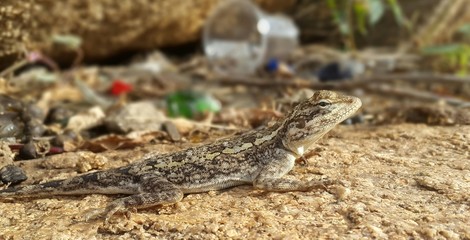 lizard on rock