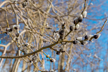 Early spring. The buds on the willow.