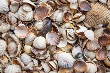 Seashells of different colors. Mollusk shells. Seashell background.