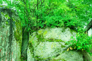 Journey through the mountain Altai. Green Altai Mountains. Green moss on huge boulders.