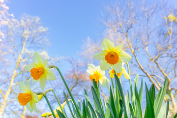 Gelb weiße Narzissen (Narcissus) von unten Fotografiert vor großen Bäumen im Frühling....