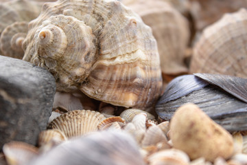 Sea theme background with shells scattered close-up. Sea shell collection.