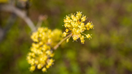 spring nature flowers