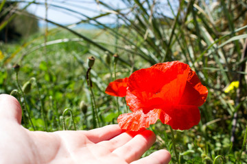 Wonderful red  poppy flowers in countryside and woman's hand, spring is in the air.