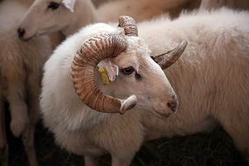 Sheep exhibited at the fair in Bjelovar, Croatia