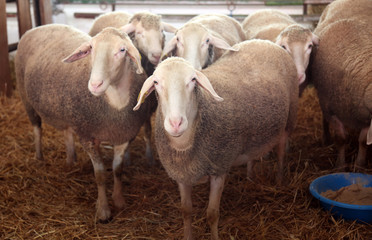 Sheep exhibited at the fair in Bjelovar, Croatia