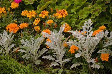 Marigolds flowers on the autumn flower-bed