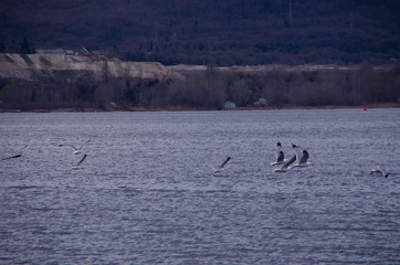 swans on lake