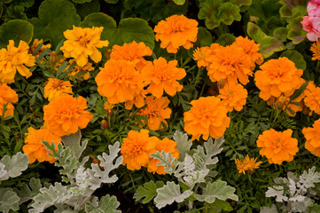Marigolds flowers on the autumn flower-bed