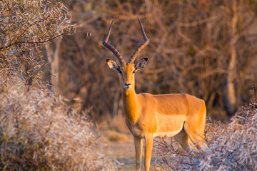 A lone male Impala (Aepyceros Melampus) looking at the camera at sunset in Dikhololo Game Reserve, South Africa