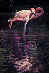 A Greater Flamingo (Phoenicopterus roseus) standing in a pool and grooming itself, lit up against a dark background and reflect in the water