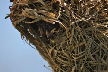 Southern masked weaver chicks