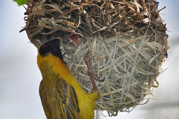 Southern masked weaver feeding chicks