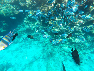 Fototapeta na wymiar Underwater photography of coral reefs in the red sea. Clear blue water, beautiful corals. Natural natural background. Place to insert text. The theme of tourism and travel.