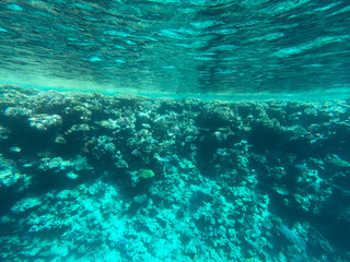 Underwater photography of coral reefs in the red sea. Clear blue water, beautiful corals. Natural natural background. Place to insert text. The theme of tourism and travel.