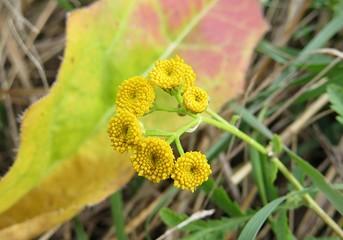 Tansy flowers in autumn garden, closeup