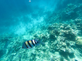Obraz na płótnie Canvas Underwater photography of coral reefs in the red sea. Clear blue water, beautiful corals. Natural natural background. Place to insert text. The theme of tourism and travel.