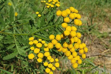 Yellow tansy flowers in the meadow, closeup