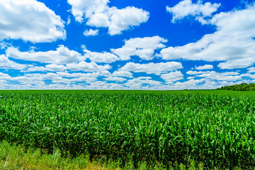 Field of the young corn on summer