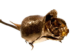 rose isolated on white background