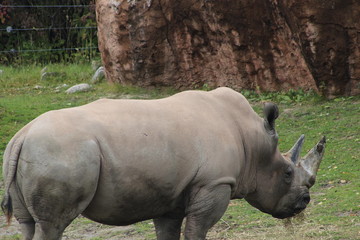 Rhino standing in the tall, dry grass with birds on his back