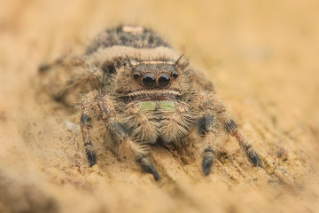 hyllus diardi or jumping spider male asian borneo