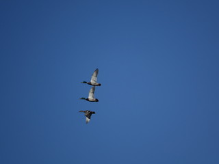 two males and a female mallard in flight, set against blue sky