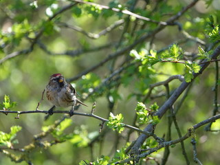 lesser redpoll (Acanthis cabaret)