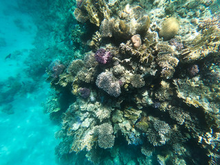 Underwater photography of coral reefs in the red sea. Clear blue water, beautiful corals. Natural natural background. Place to insert text. The theme of tourism and travel.
