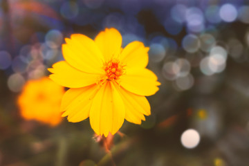 Starburst flowers in the garden